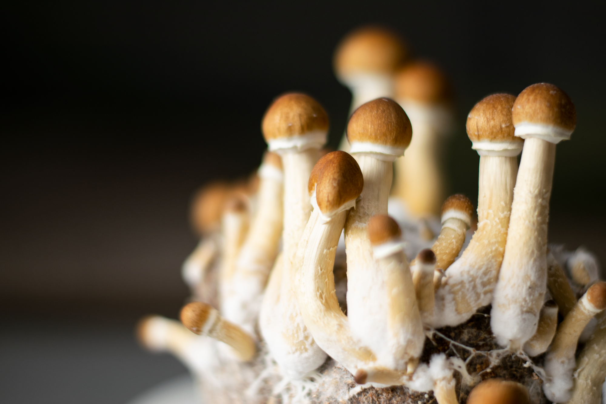 Golden Teacher